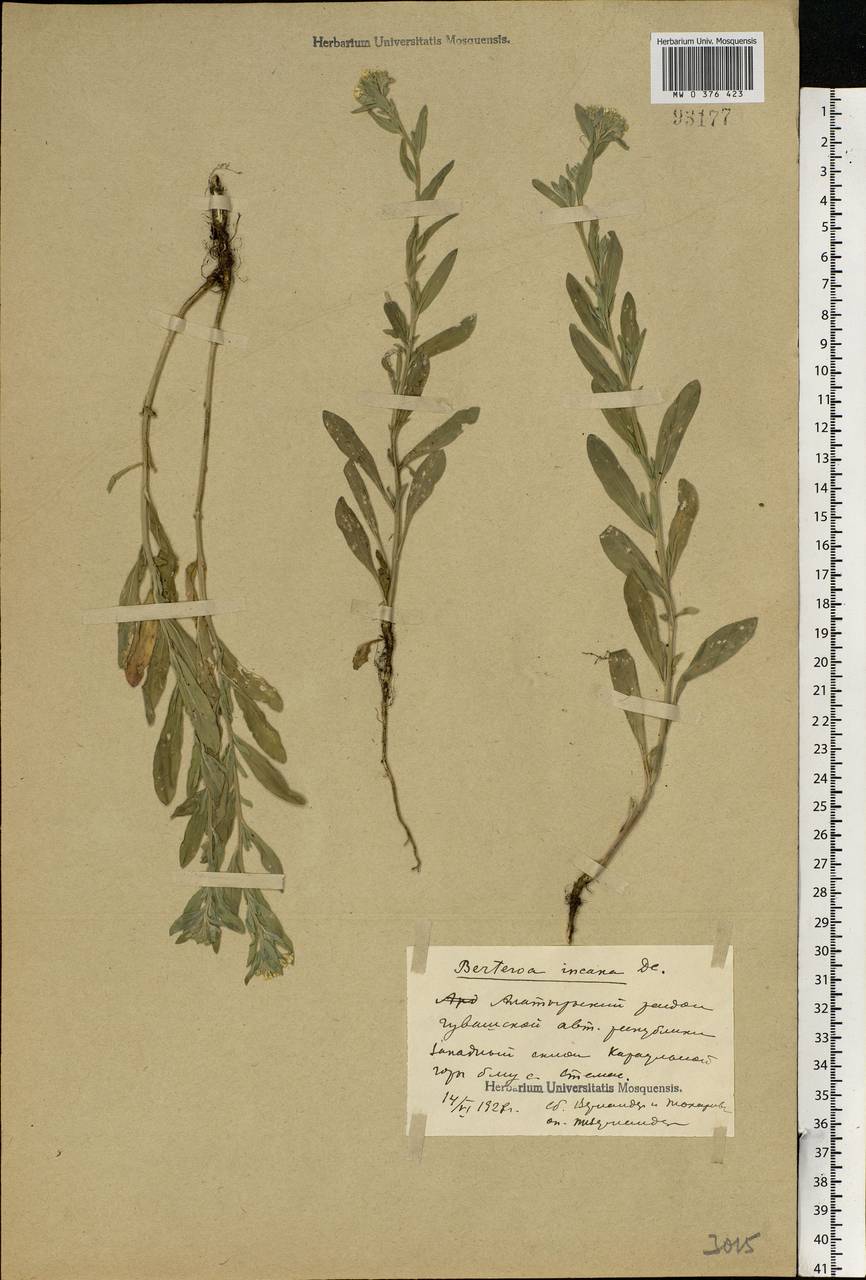 Berteroa incana (L.) DC., Eastern Europe, Middle Volga region (E8) (Russia)