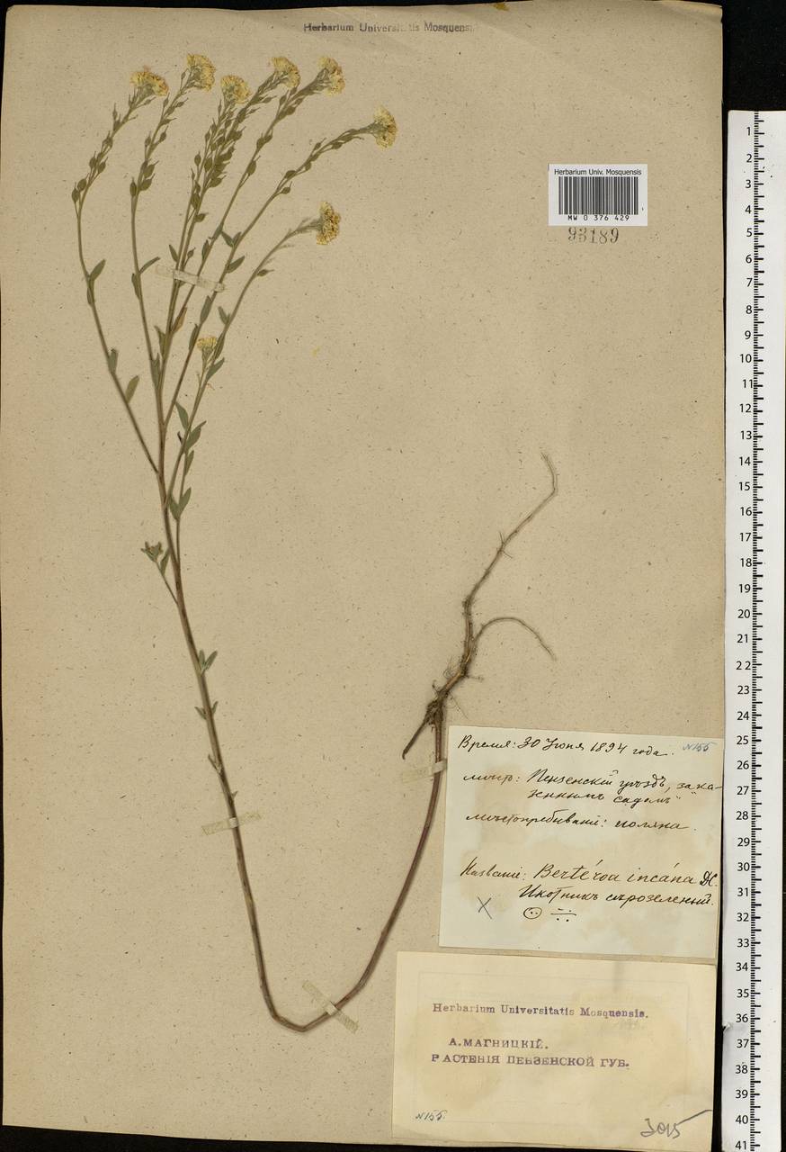 Berteroa incana (L.) DC., Eastern Europe, Middle Volga region (E8) (Russia)