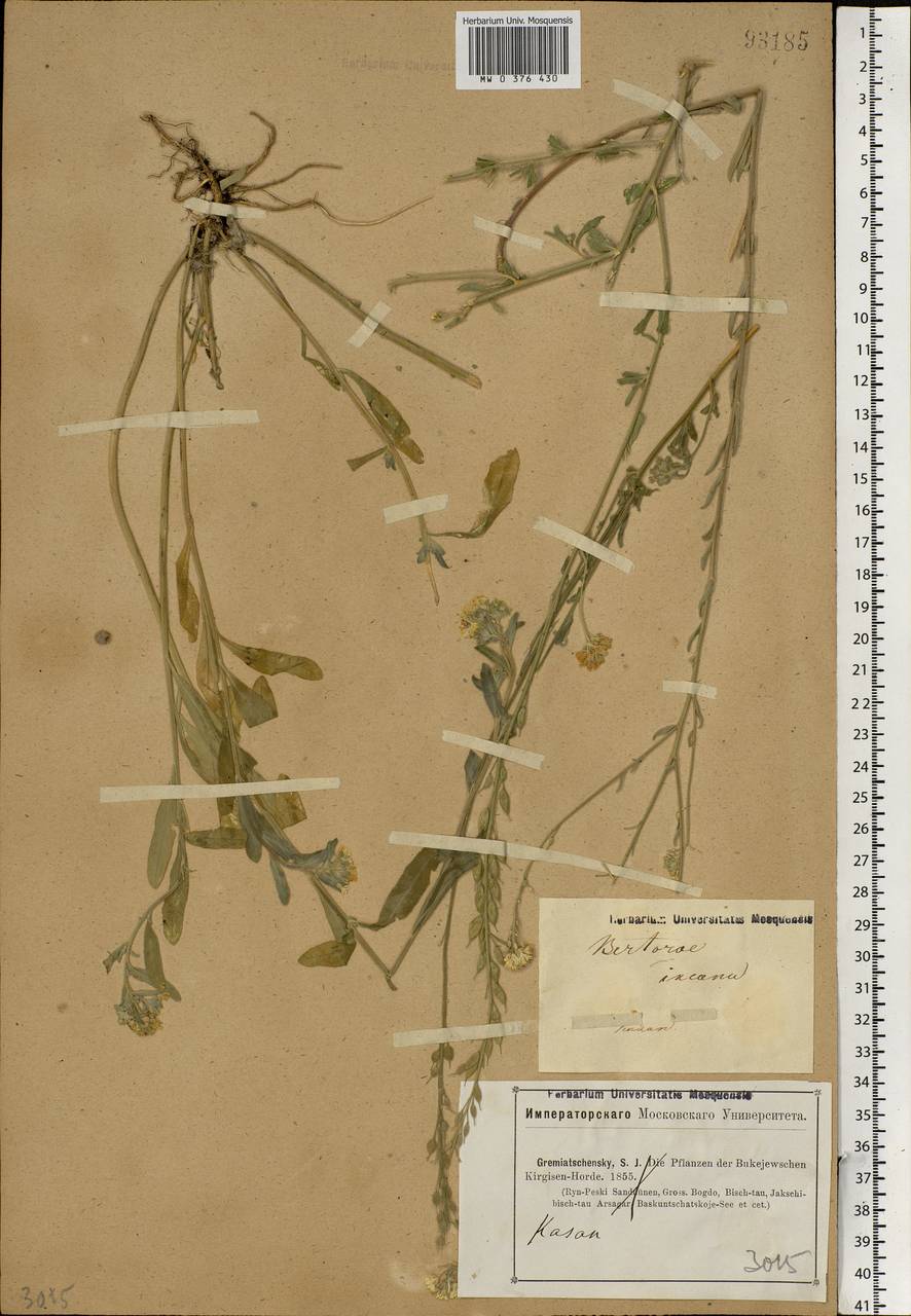 Berteroa incana (L.) DC., Eastern Europe, Middle Volga region (E8) (Russia)