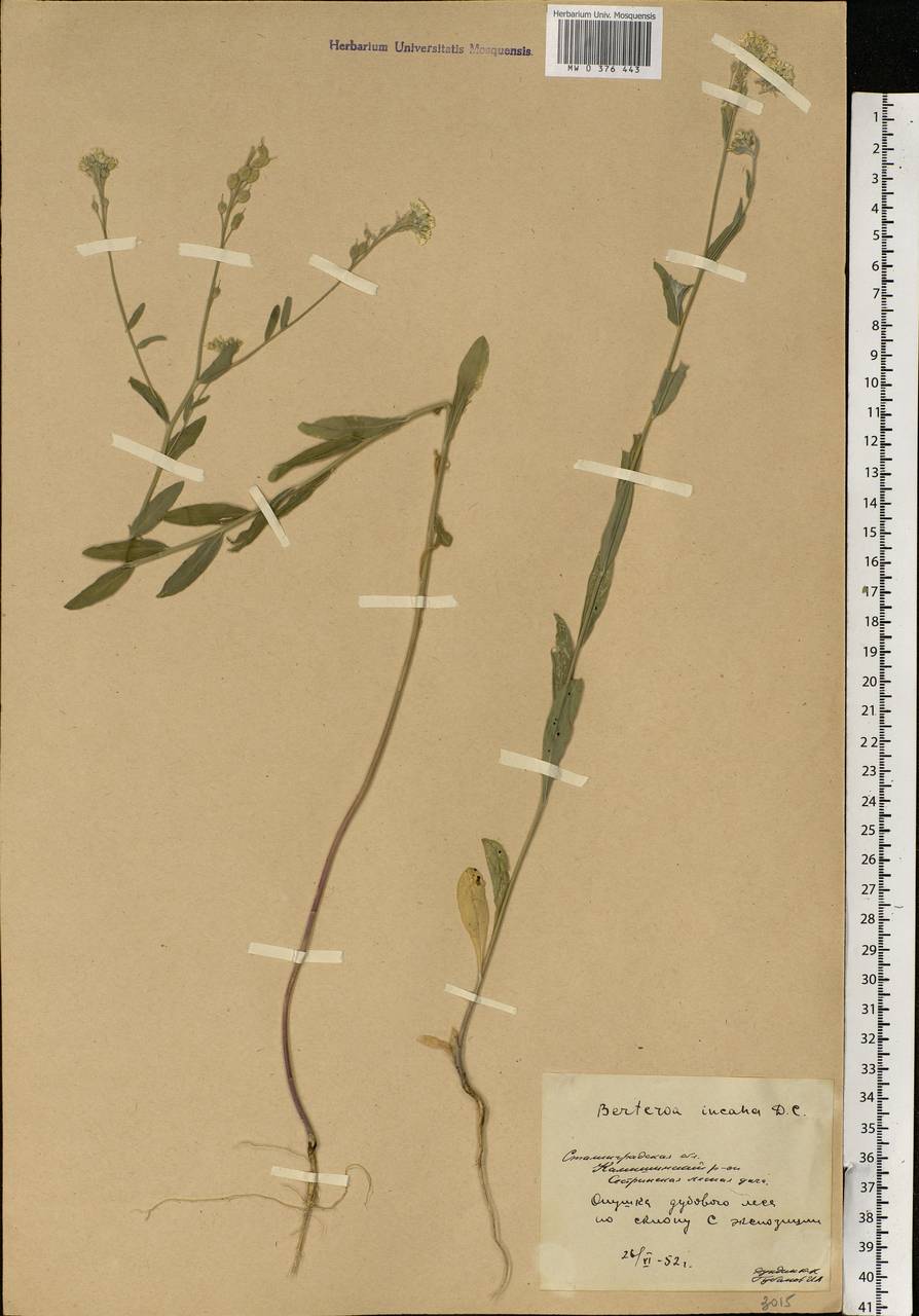 Berteroa incana (L.) DC., Eastern Europe, Lower Volga region (E9) (Russia)