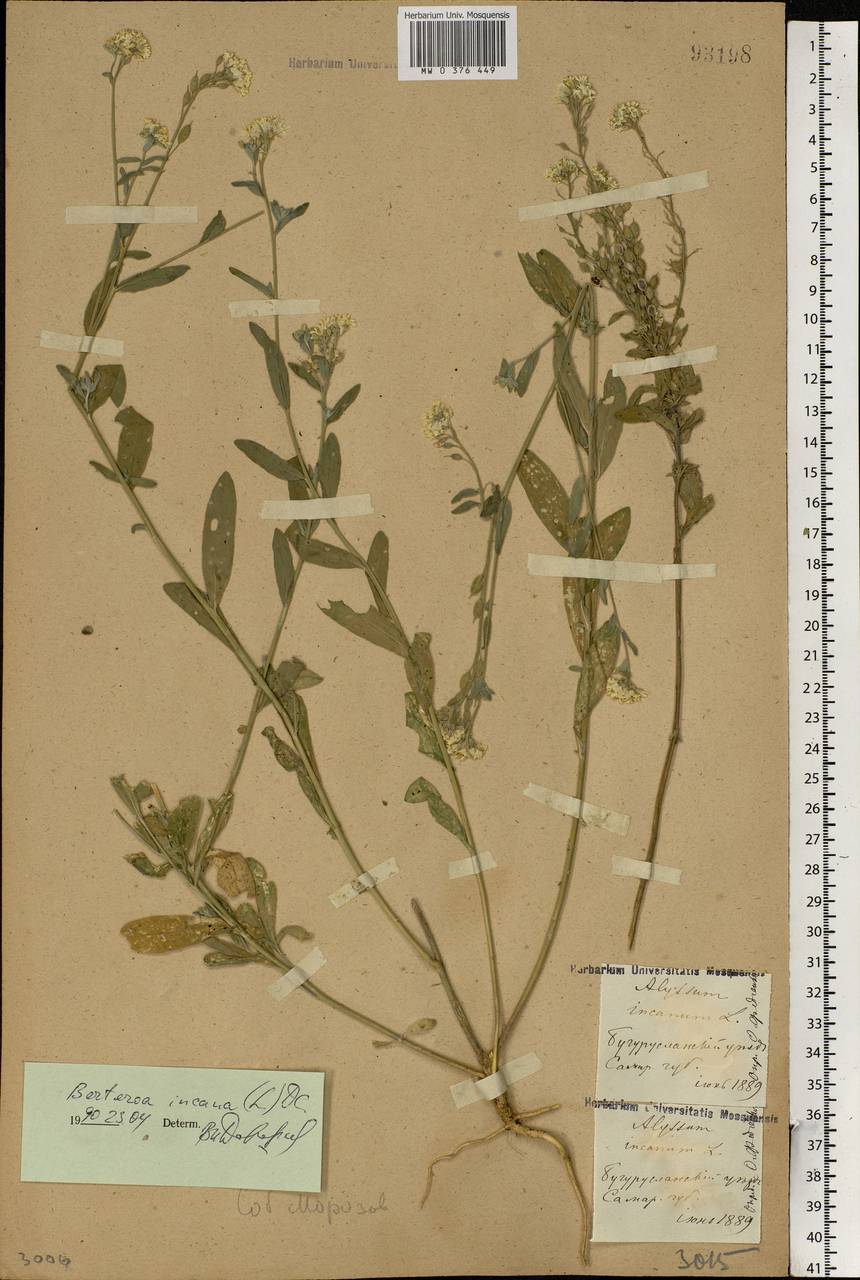 Berteroa incana (L.) DC., Eastern Europe, Eastern region (E10) (Russia)