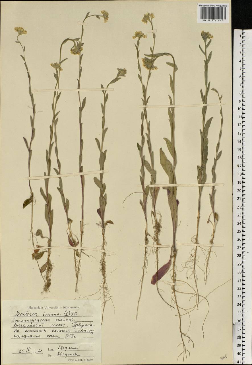 Berteroa incana (L.) DC., Eastern Europe, Lower Volga region (E9) (Russia)