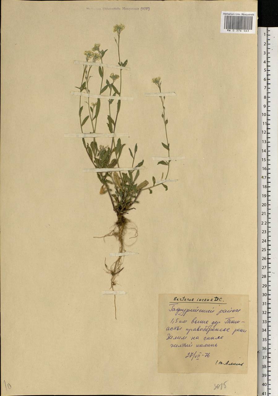 Berteroa incana (L.) DC., Eastern Europe, Eastern region (E10) (Russia)