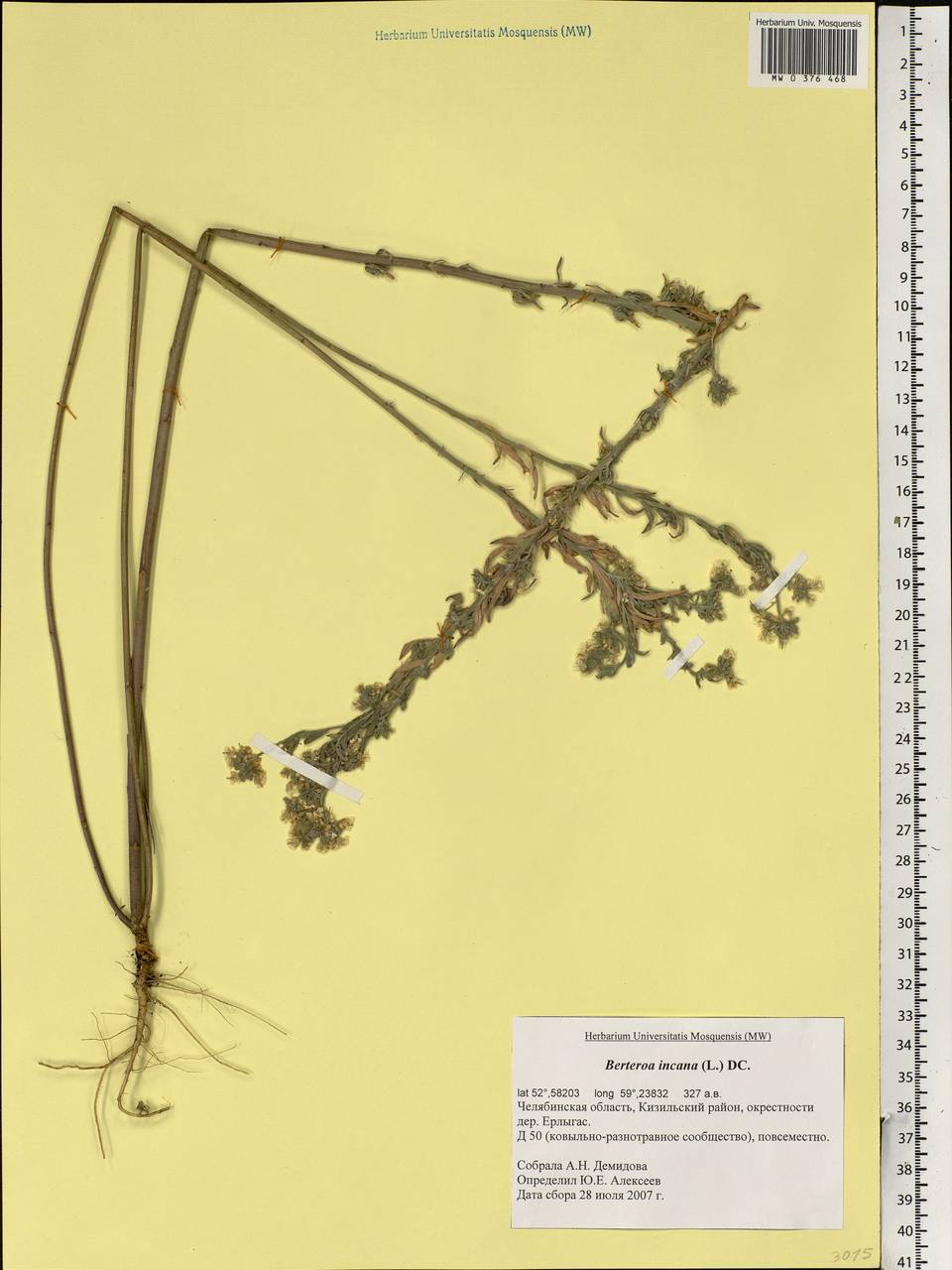 Berteroa incana (L.) DC., Eastern Europe, Eastern region (E10) (Russia)