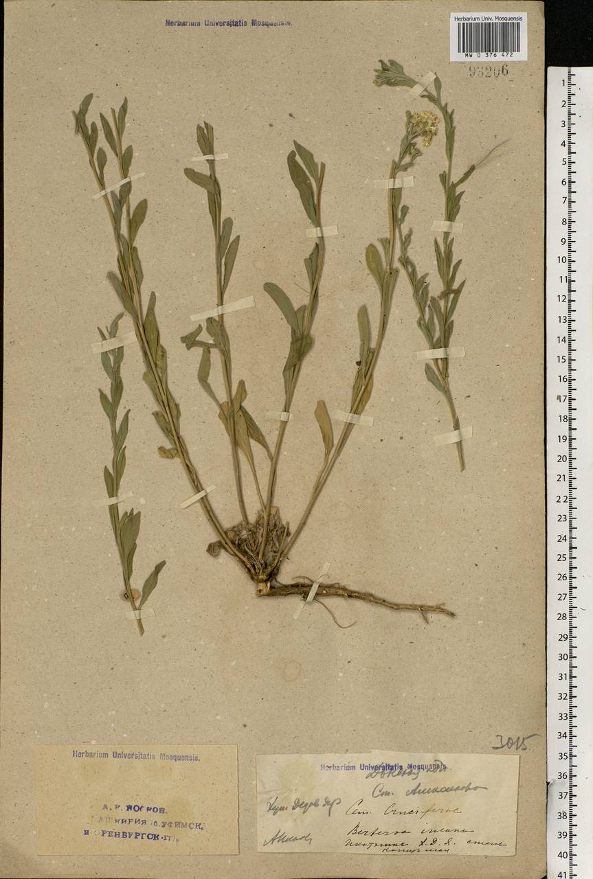 Berteroa incana (L.) DC., Eastern Europe, Lower Volga region (E9) (Russia)