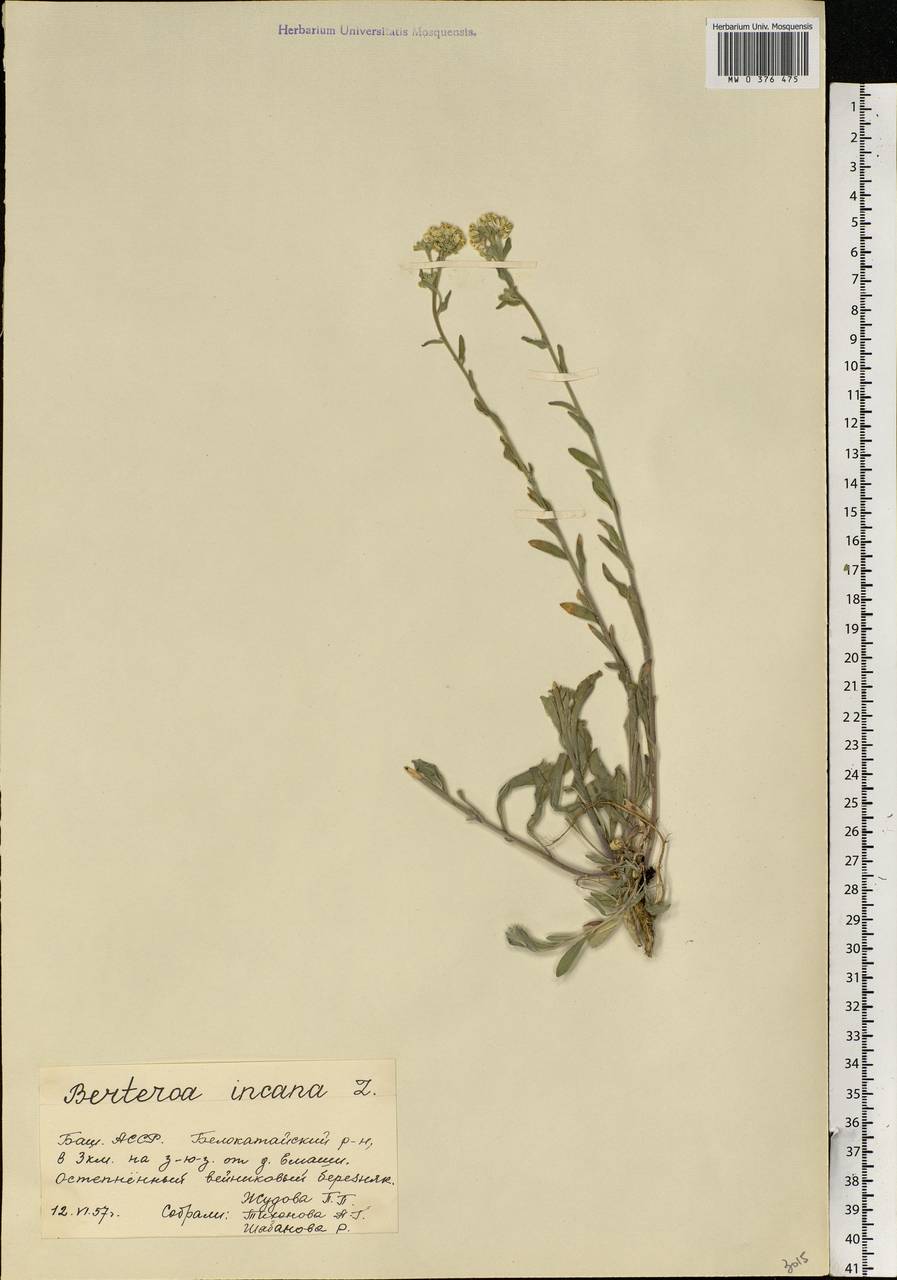 Berteroa incana (L.) DC., Eastern Europe, Eastern region (E10) (Russia)