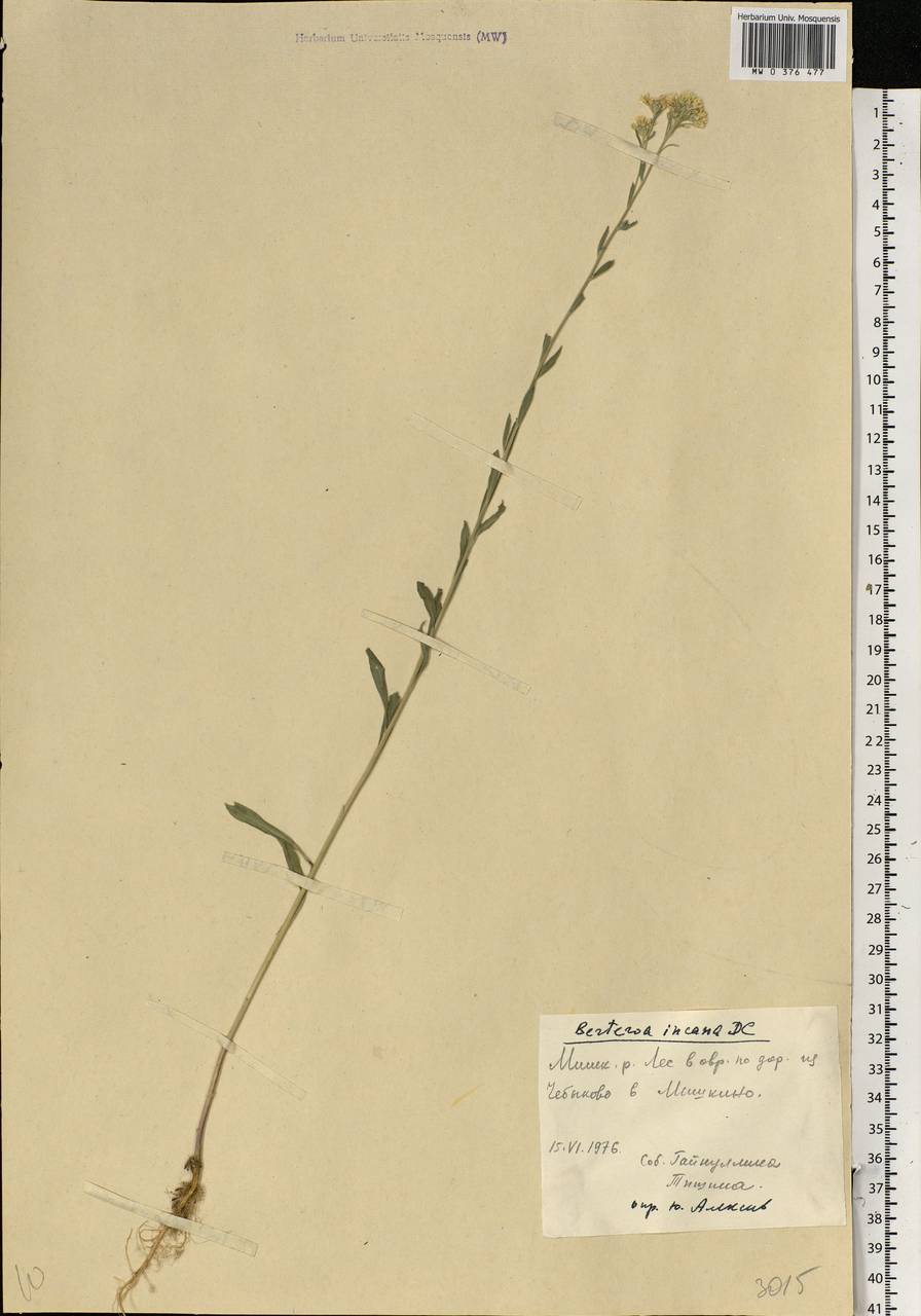 Berteroa incana (L.) DC., Eastern Europe, Eastern region (E10) (Russia)