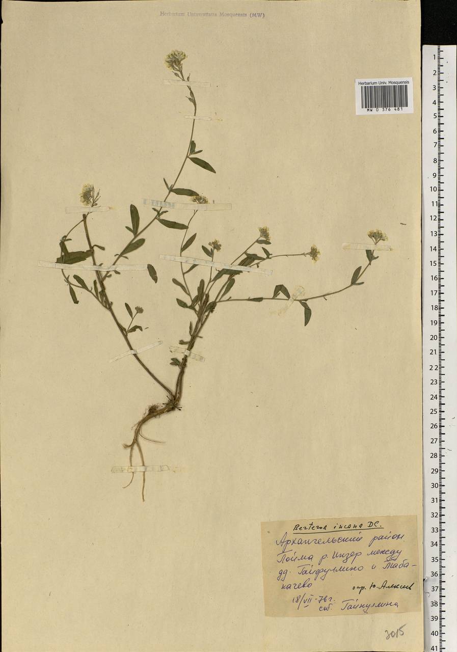 Berteroa incana (L.) DC., Eastern Europe, Eastern region (E10) (Russia)
