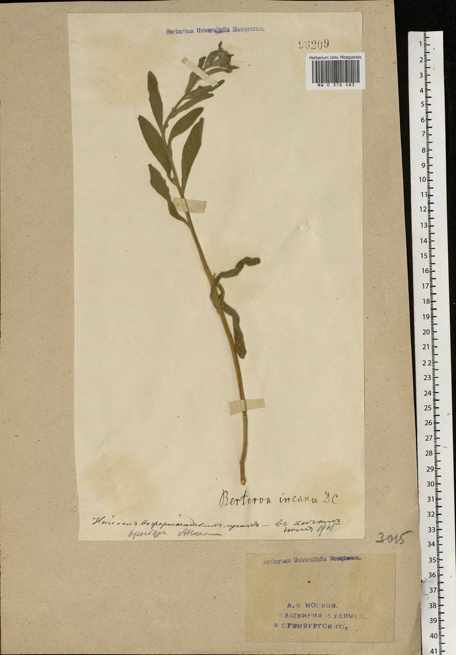 Berteroa incana (L.) DC., Eastern Europe, Eastern region (E10) (Russia)