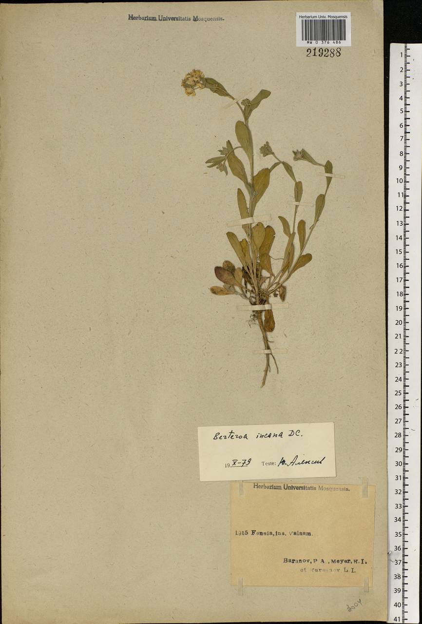 Berteroa incana (L.) DC., Eastern Europe, Northern region (E1) (Russia)