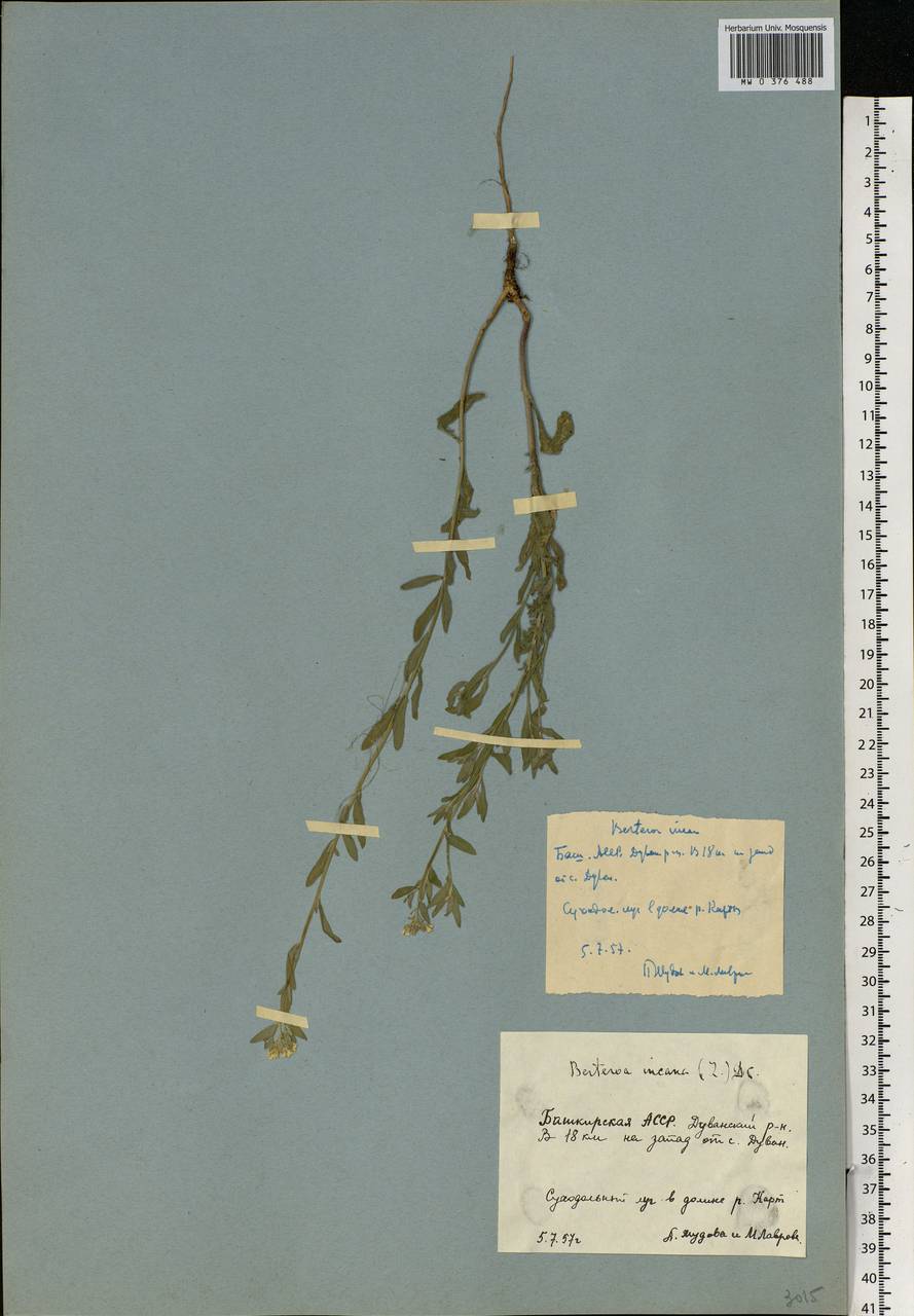 Berteroa incana (L.) DC., Eastern Europe, Eastern region (E10) (Russia)