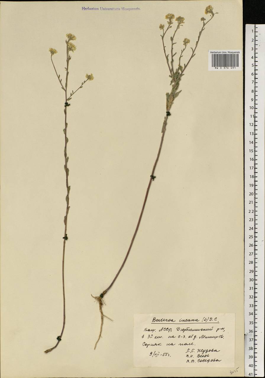 Berteroa incana (L.) DC., Eastern Europe, Eastern region (E10) (Russia)