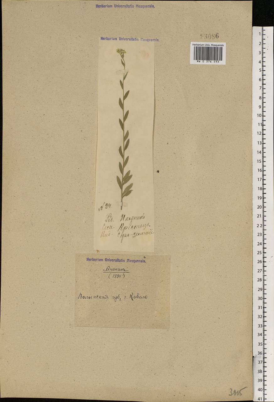 Berteroa incana (L.) DC., Eastern Europe, North Ukrainian region (E11) (Ukraine)