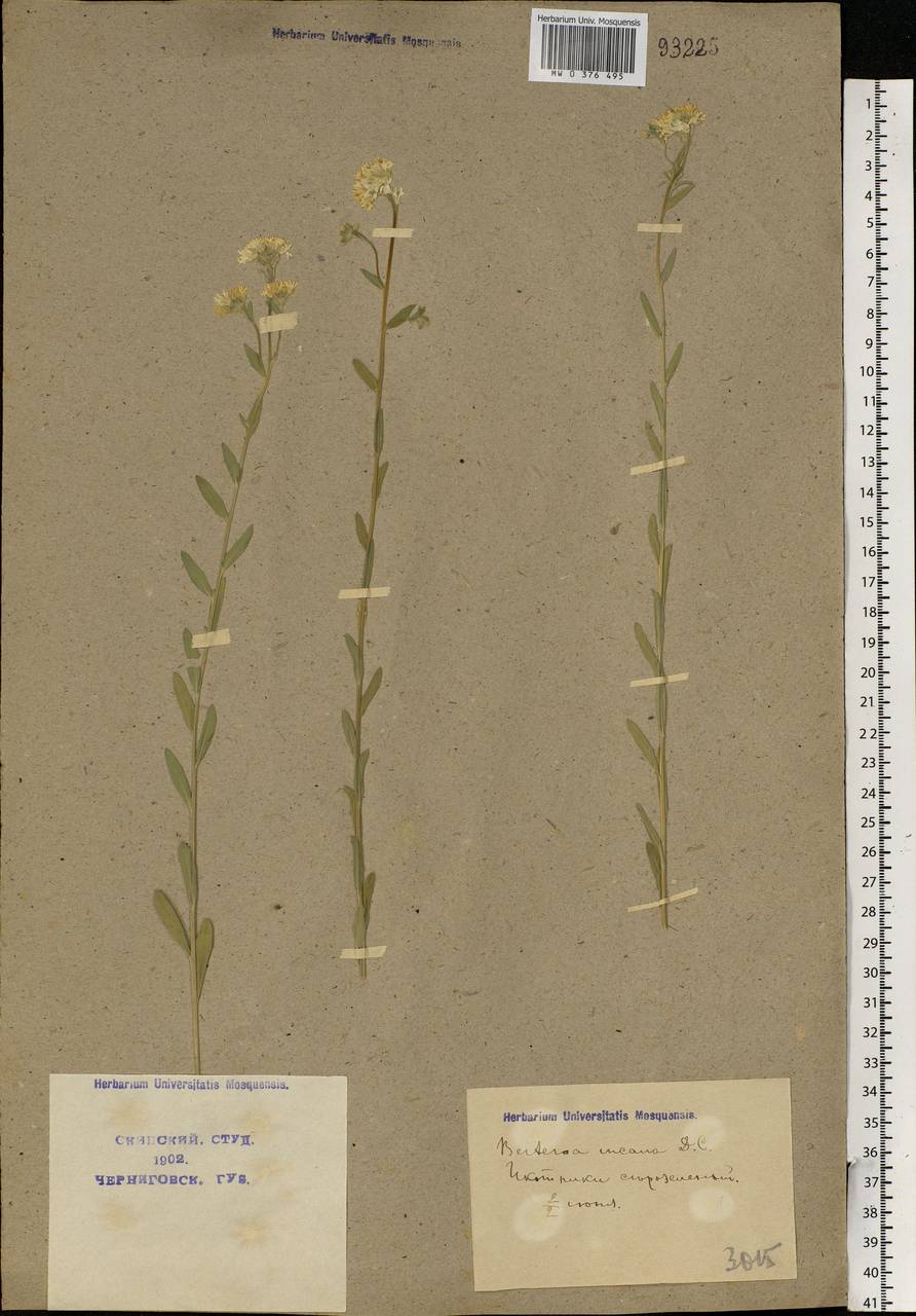 Berteroa incana (L.) DC., Eastern Europe, North Ukrainian region (E11) (Ukraine)