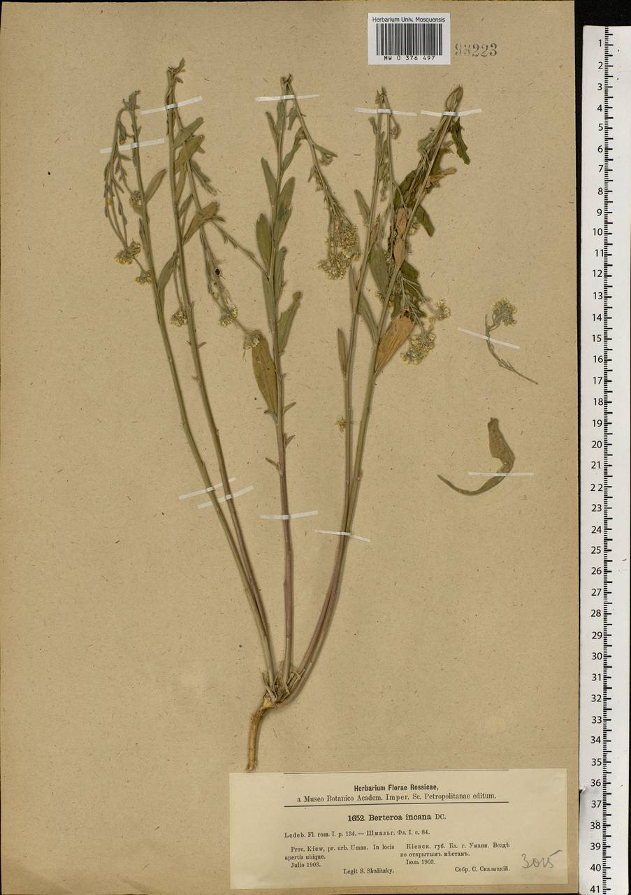 Berteroa incana (L.) DC., Eastern Europe, South Ukrainian region (E12) (Ukraine)