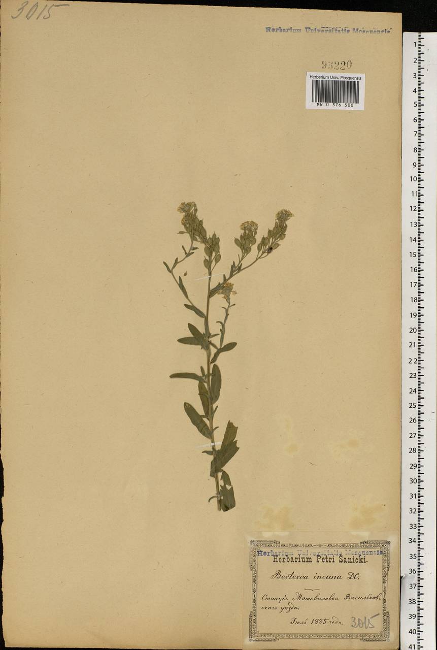 Berteroa incana (L.) DC., Eastern Europe, North Ukrainian region (E11) (Ukraine)