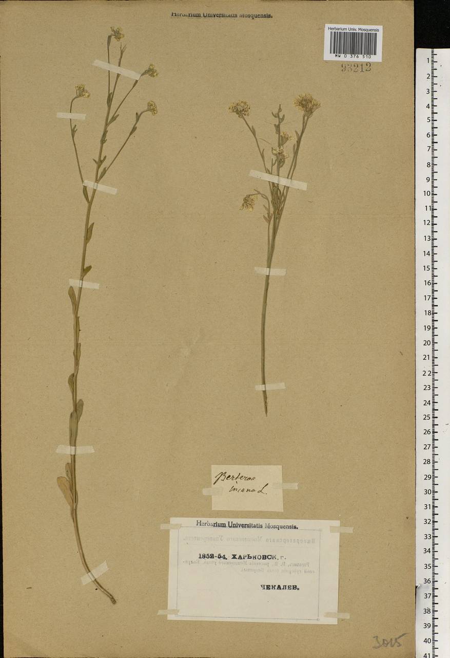 Berteroa incana (L.) DC., Eastern Europe, North Ukrainian region (E11) (Ukraine)