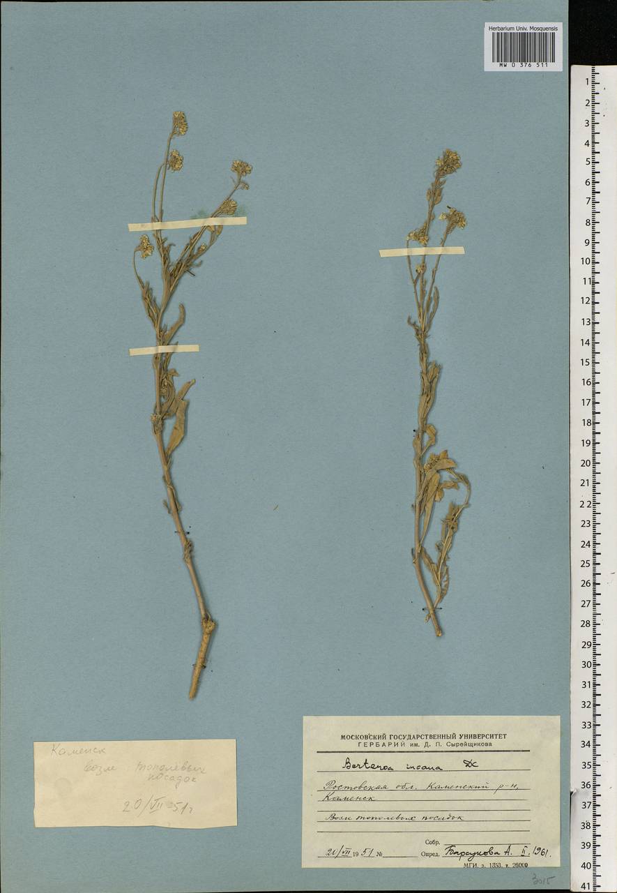 Berteroa incana (L.) DC., Eastern Europe, Rostov Oblast (E12a) (Russia)