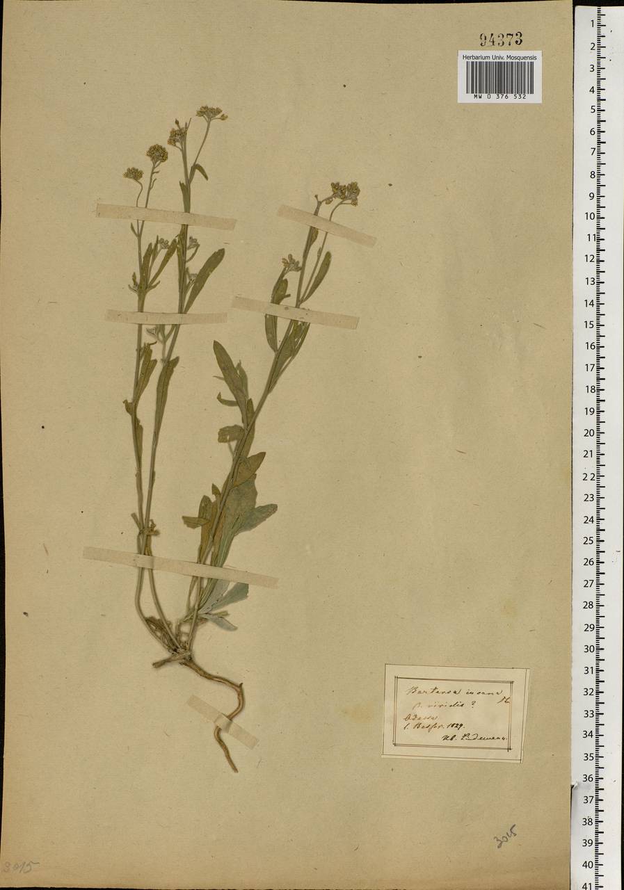 Berteroa incana (L.) DC., Eastern Europe, South Ukrainian region (E12) (Ukraine)