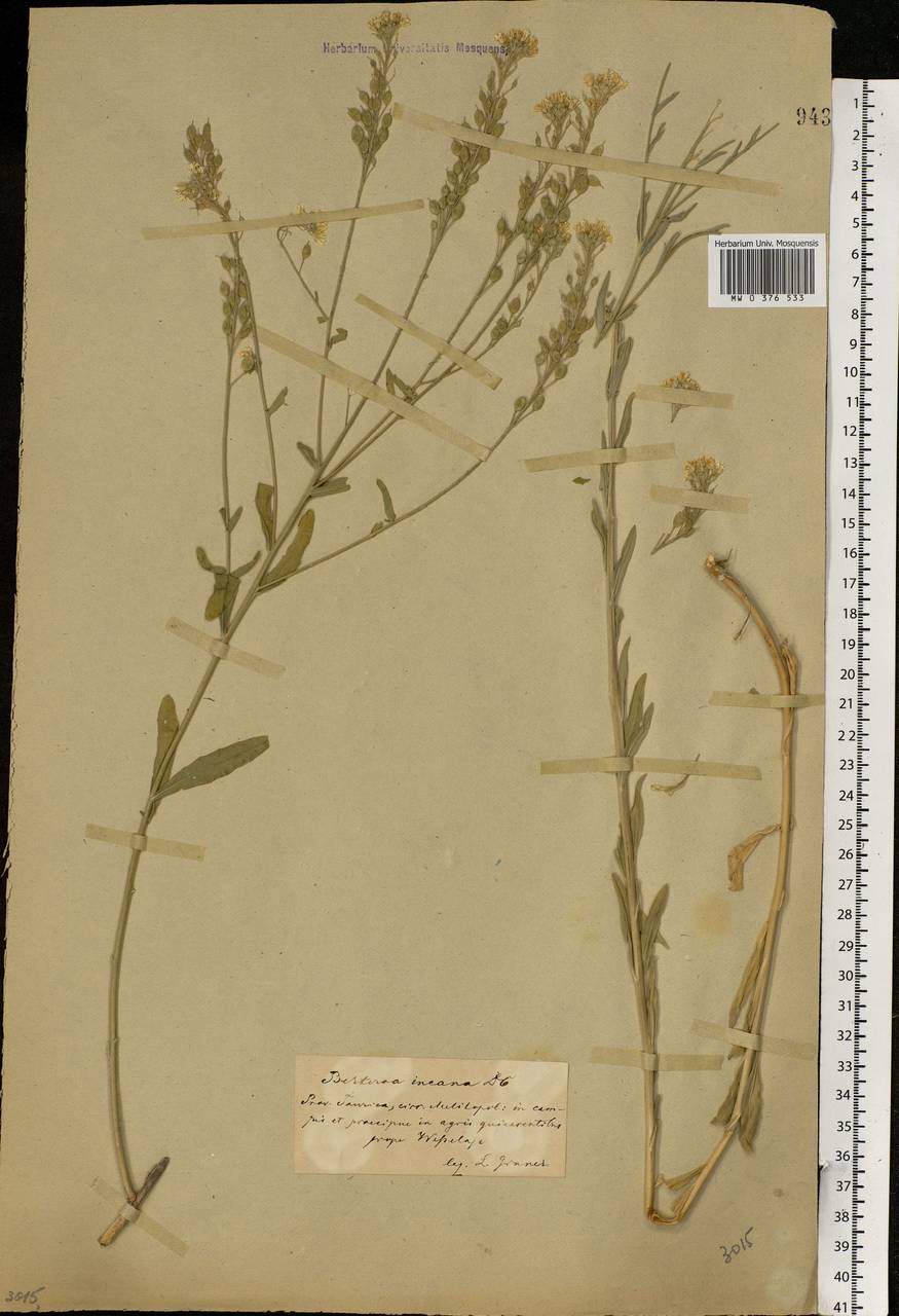 Berteroa incana (L.) DC., Eastern Europe, South Ukrainian region (E12) (Ukraine)