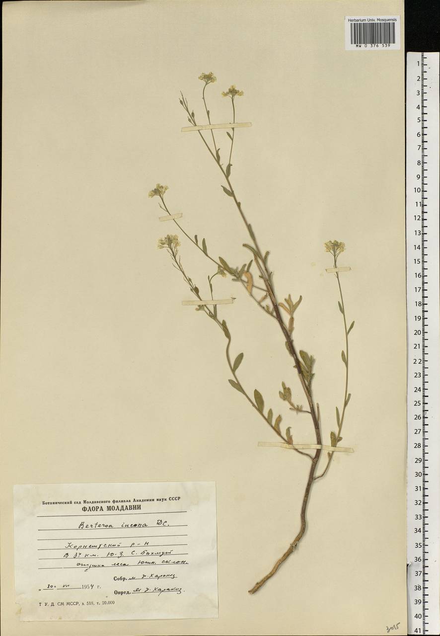 Berteroa incana (L.) DC., Eastern Europe, Moldova (E13a) (Moldova)