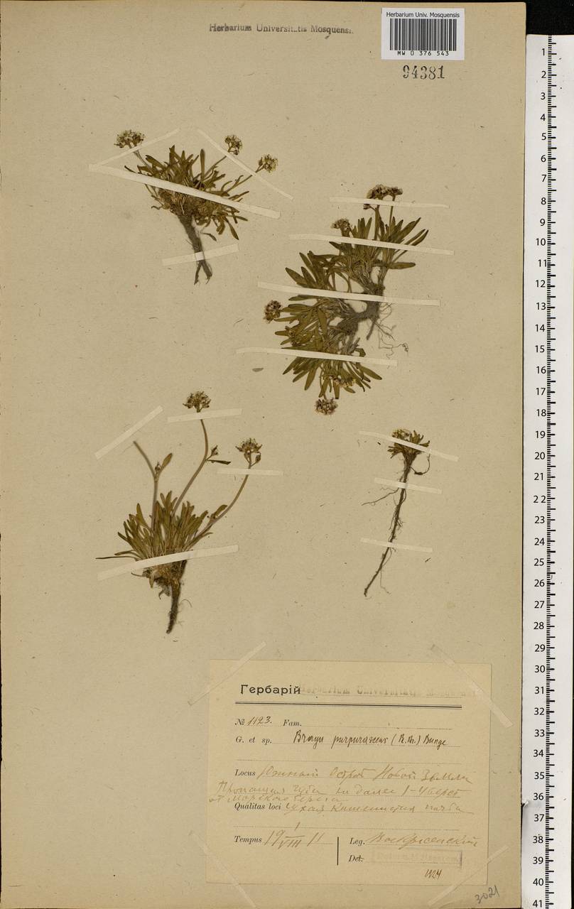 Braya purpurascens (R.Br.) Bunge ex Ledeb., Eastern Europe, Northern region (E1) (Russia)