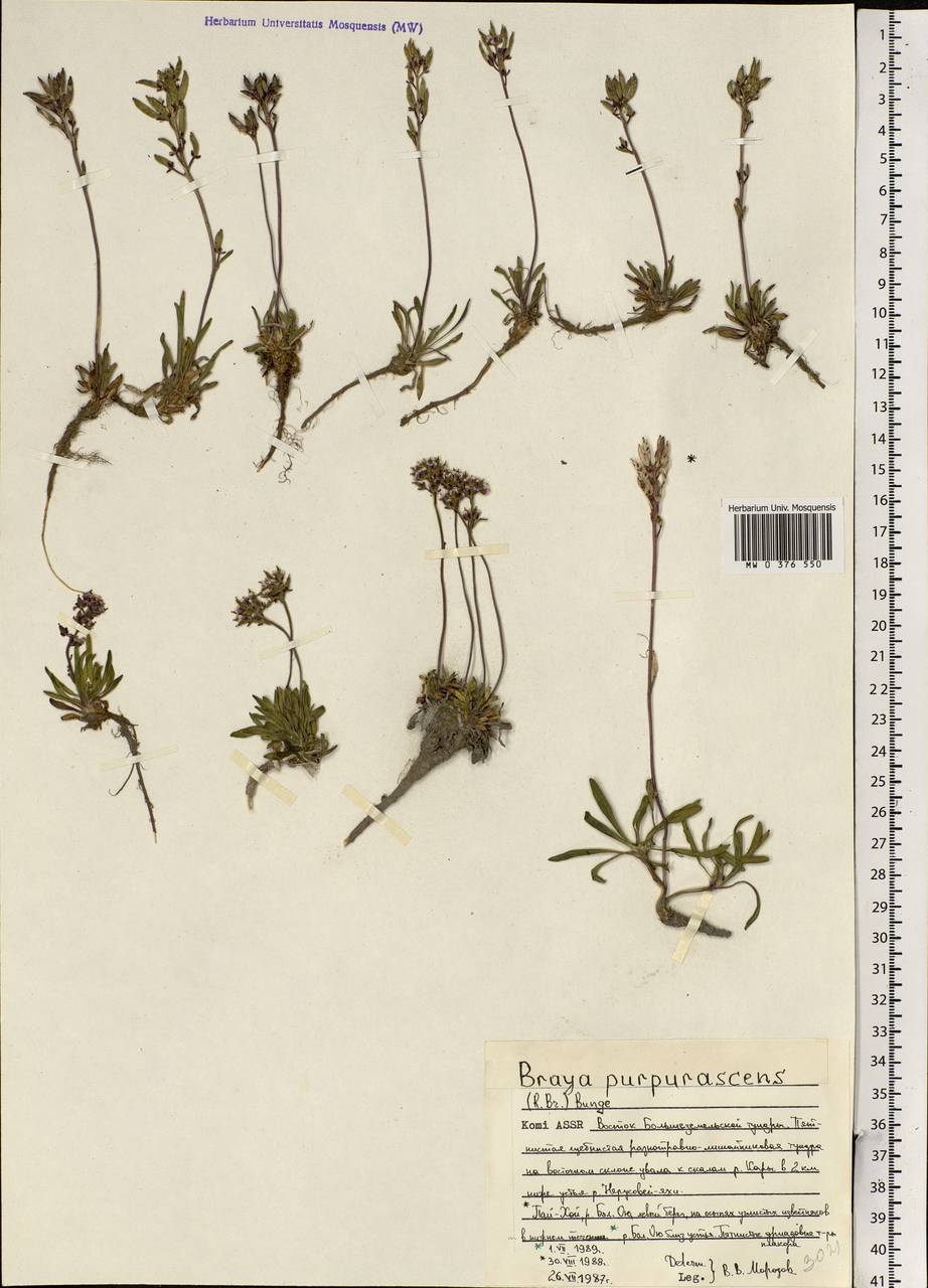Braya purpurascens (R.Br.) Bunge ex Ledeb., Eastern Europe, Northern region (E1) (Russia)