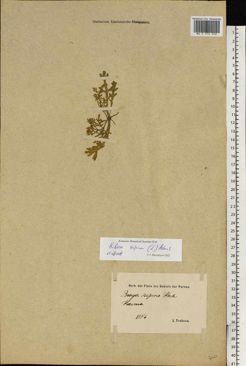 Erucastrum supinum (L.) Al-Shehbaz & Warwick, Eastern Europe, Estonia (E2c) (Estonia)