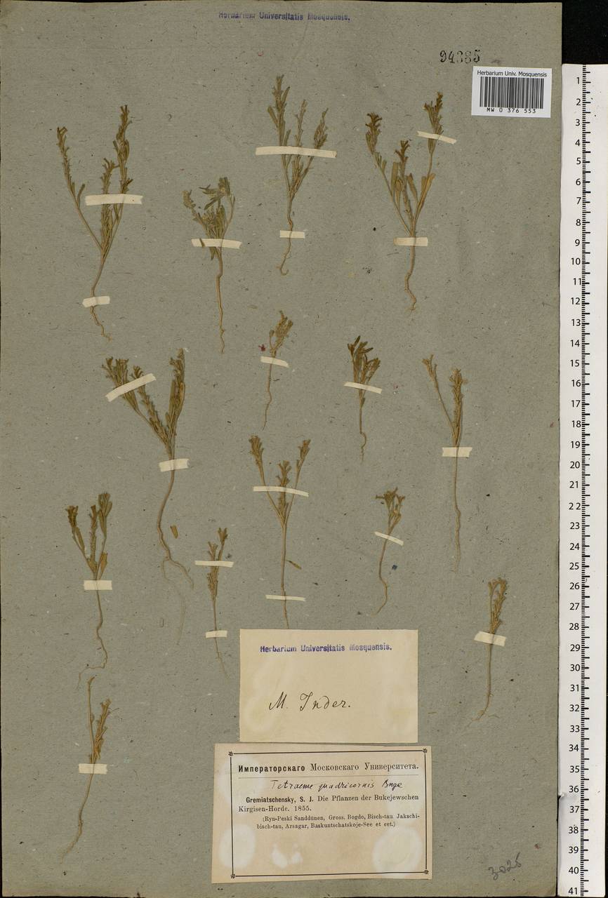Tetracme quadricornis (Stephan) Bunge, Middle Asia, Caspian Ustyurt & Northern Aralia (M8) (Kazakhstan)