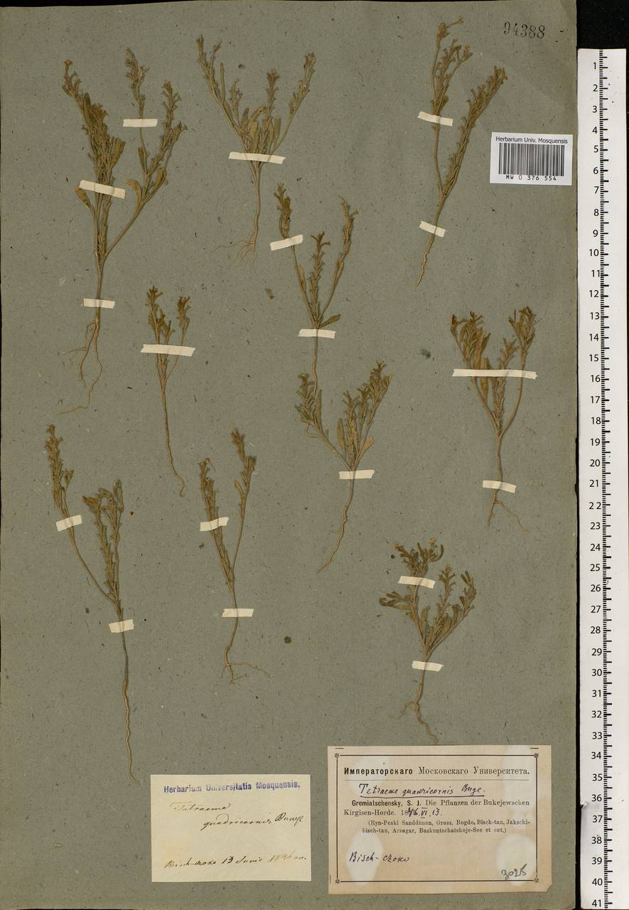 Tetracme quadricornis (Stephan) Bunge, Middle Asia, Caspian Ustyurt & Northern Aralia (M8) (Kazakhstan)