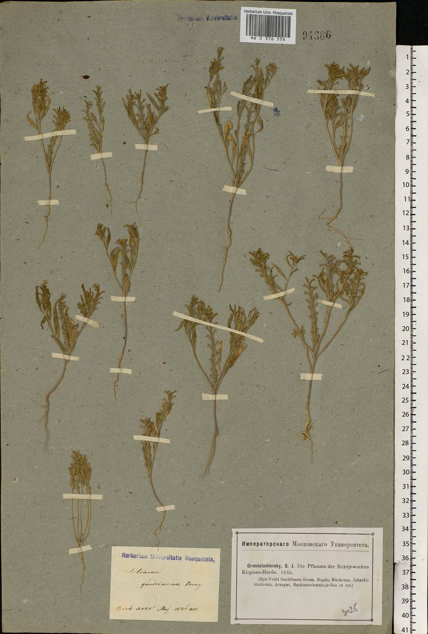 Tetracme quadricornis (Stephan) Bunge, Middle Asia, Caspian Ustyurt & Northern Aralia (M8) (Kazakhstan)