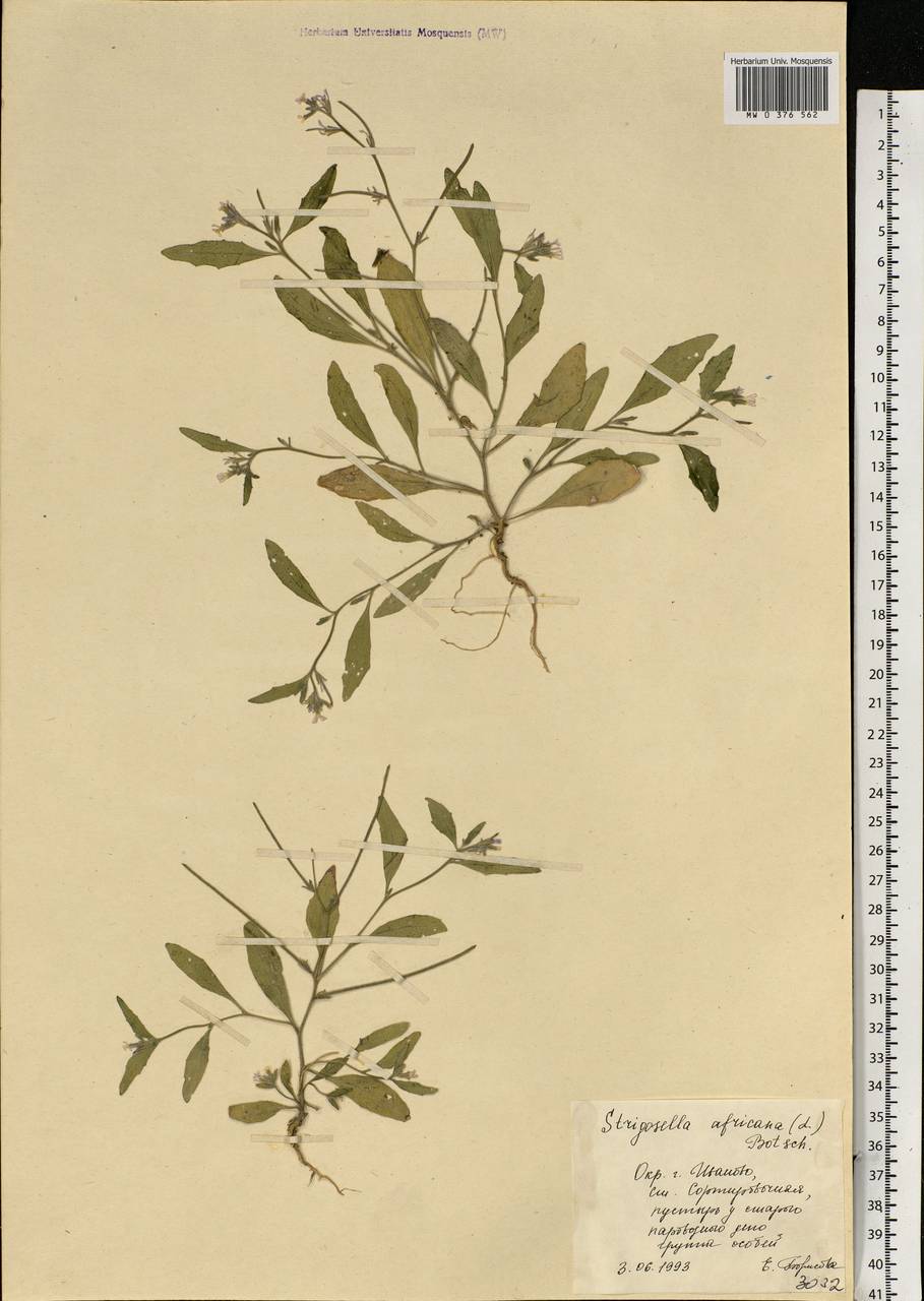 Strigosella africana (L.) Botsch., Eastern Europe, Central forest region (E5) (Russia)