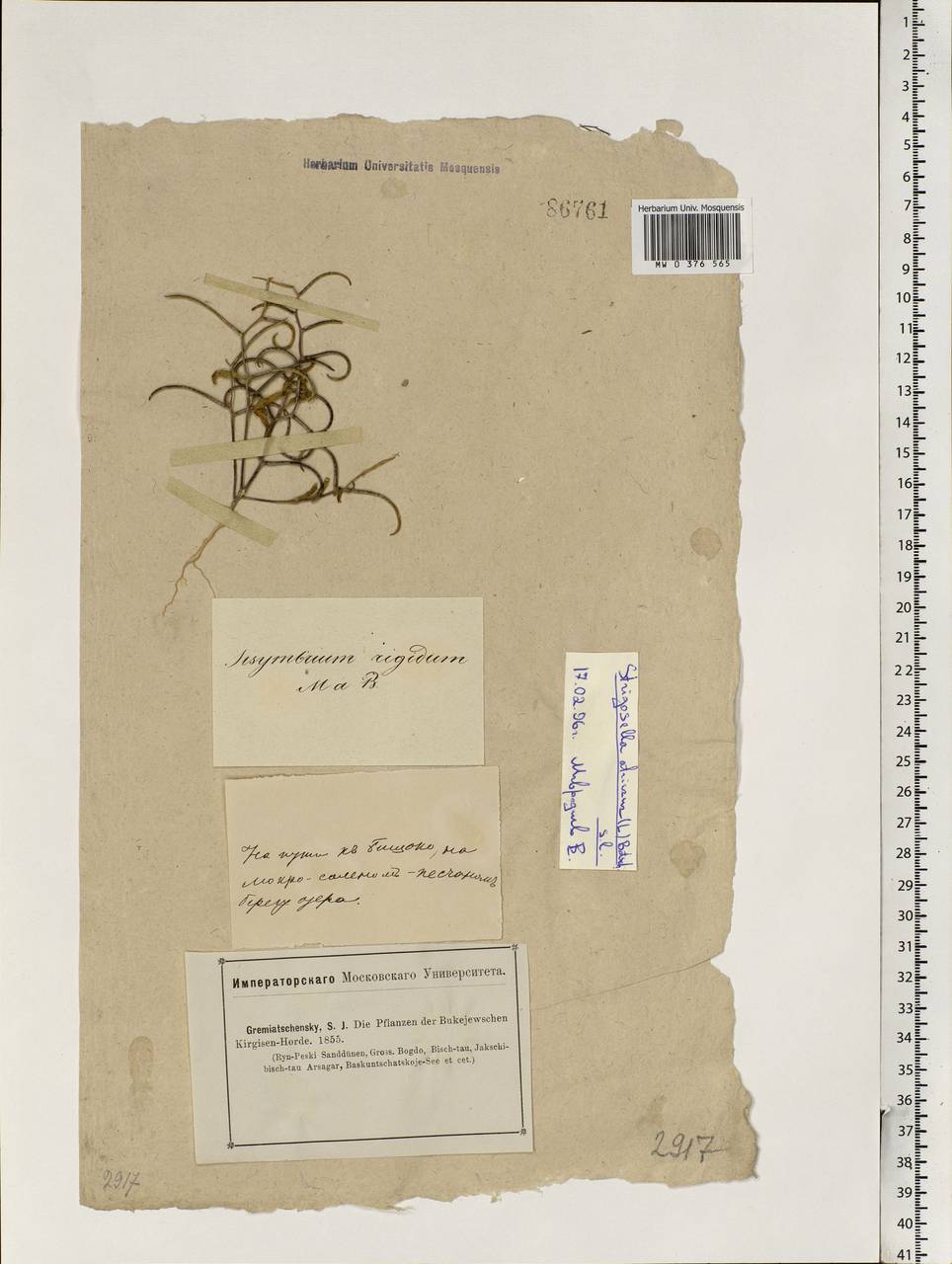Strigosella africana (L.) Botsch., Middle Asia, Caspian Ustyurt & Northern Aralia (M8) (Kazakhstan)