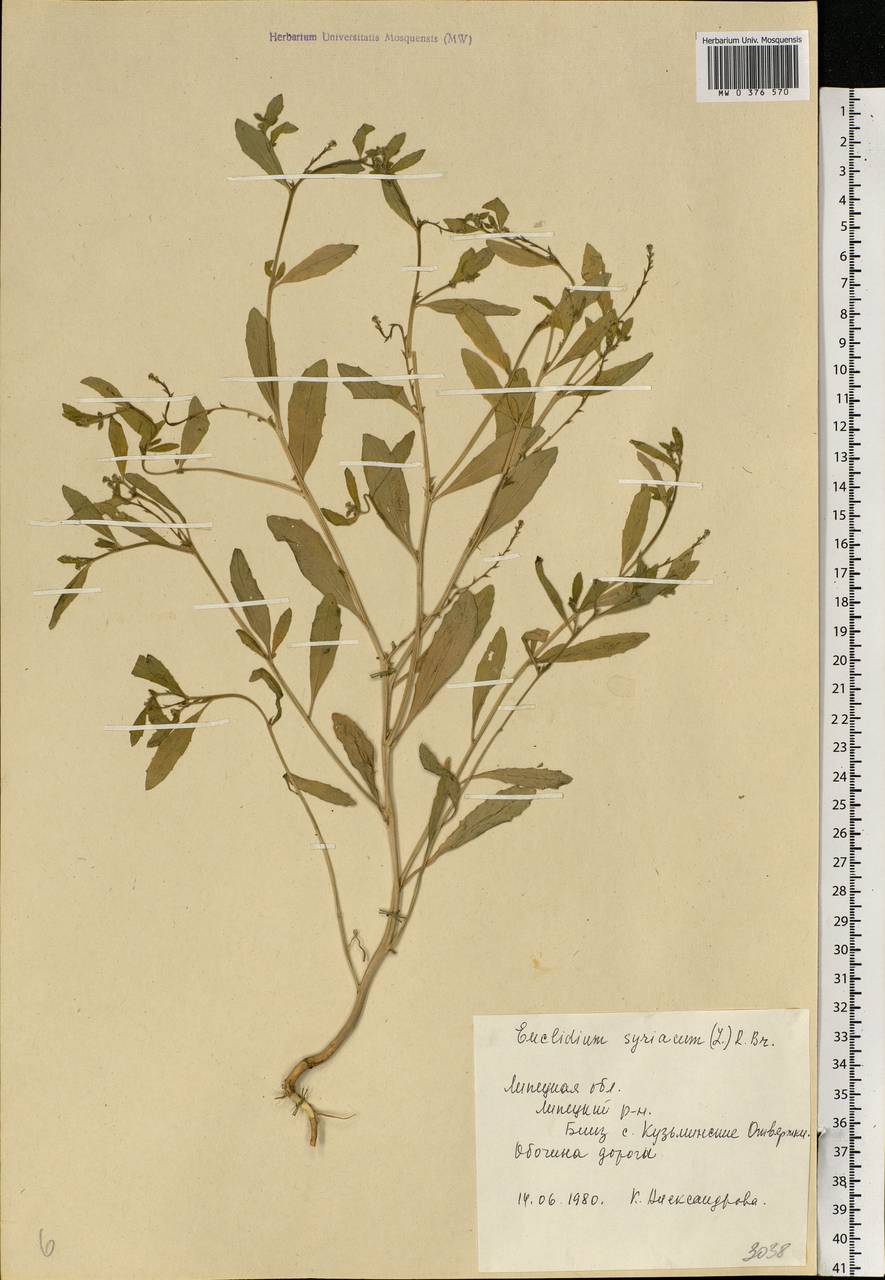 Euclidium syriacum (L.) W.T. Aiton, Eastern Europe, Central forest-and-steppe region (E6) (Russia)