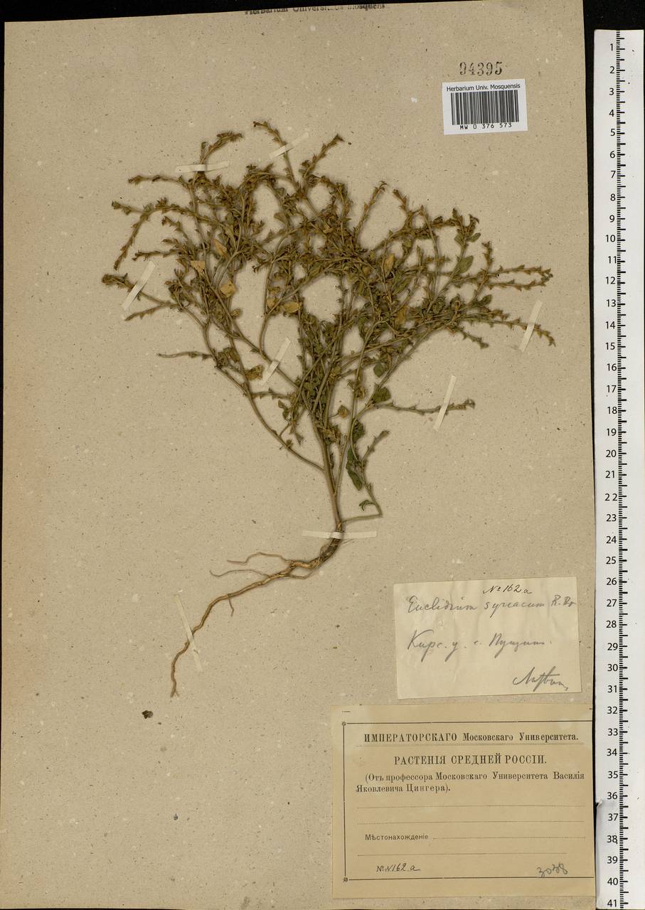 Euclidium syriacum (L.) W.T.Aiton, Eastern Europe, Central forest-and-steppe region (E6) (Russia)
