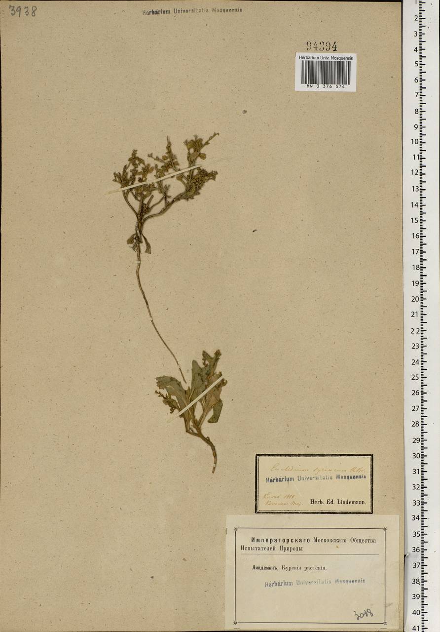 Euclidium syriacum (L.) W.T.Aiton, Eastern Europe, Central forest-and-steppe region (E6) (Russia)