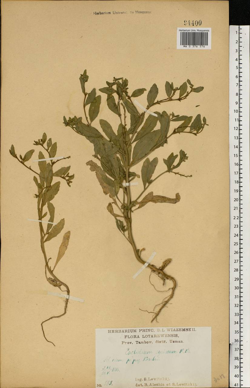 Euclidium syriacum (L.) W.T.Aiton, Eastern Europe, Central forest-and-steppe region (E6) (Russia)