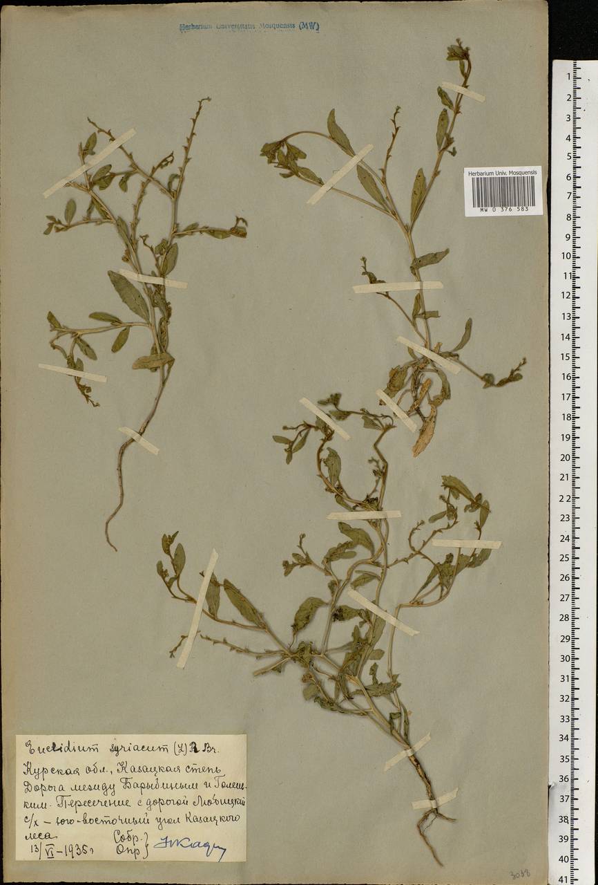 Euclidium syriacum (L.) W.T.Aiton, Eastern Europe, Central forest-and-steppe region (E6) (Russia)