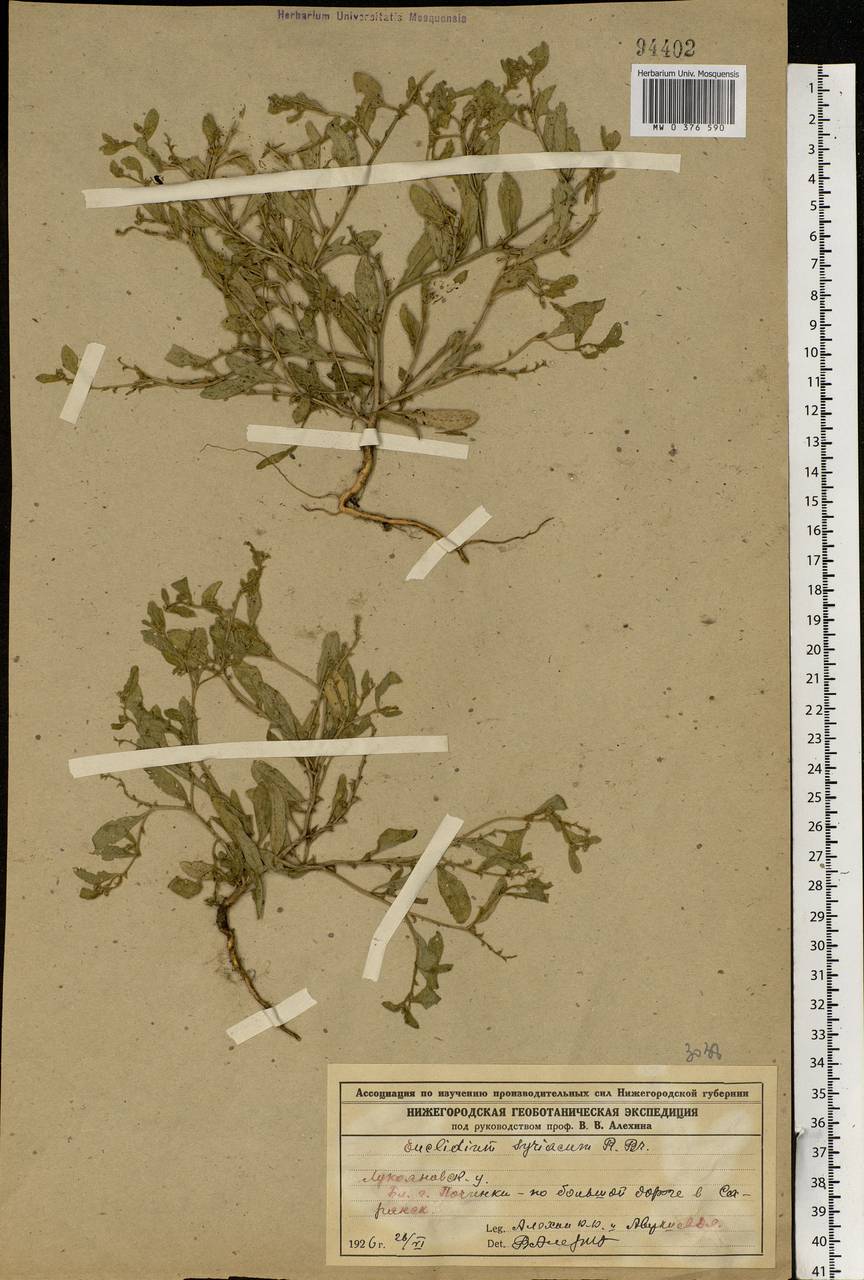 Euclidium syriacum (L.) W.T.Aiton, Eastern Europe, Volga-Kama region (E7) (Russia)