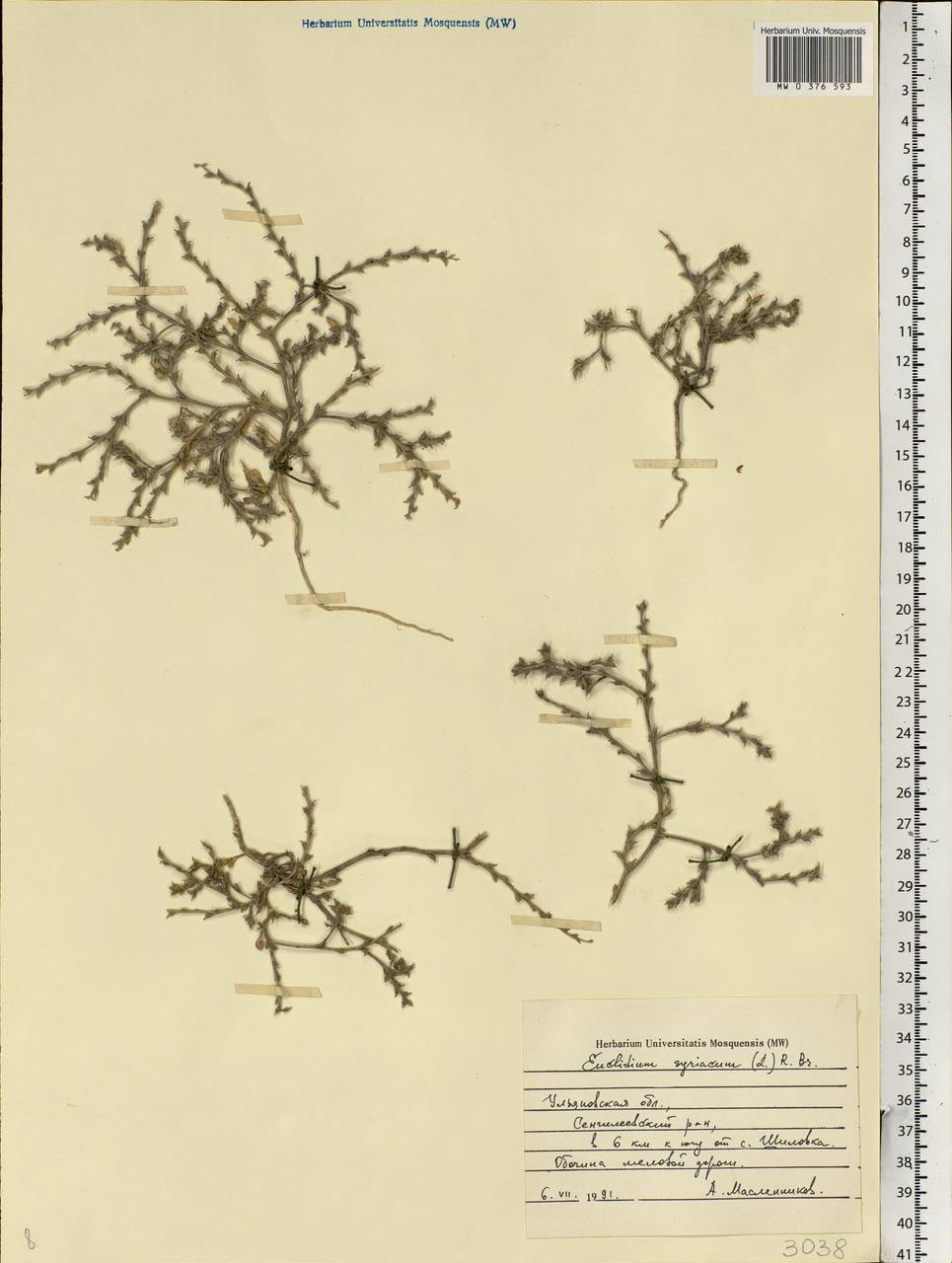 Euclidium syriacum (L.) W.T. Aiton, Eastern Europe, Middle Volga region (E8) (Russia)