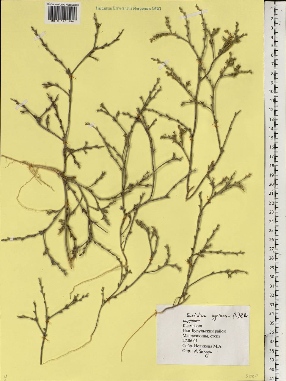 Euclidium syriacum (L.) W.T.Aiton, Eastern Europe, Lower Volga region (E9) (Russia)