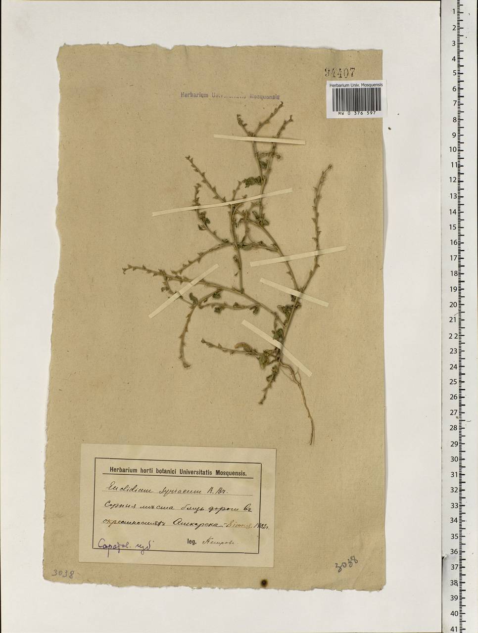 Euclidium syriacum (L.) W.T.Aiton, Eastern Europe, Lower Volga region (E9) (Russia)