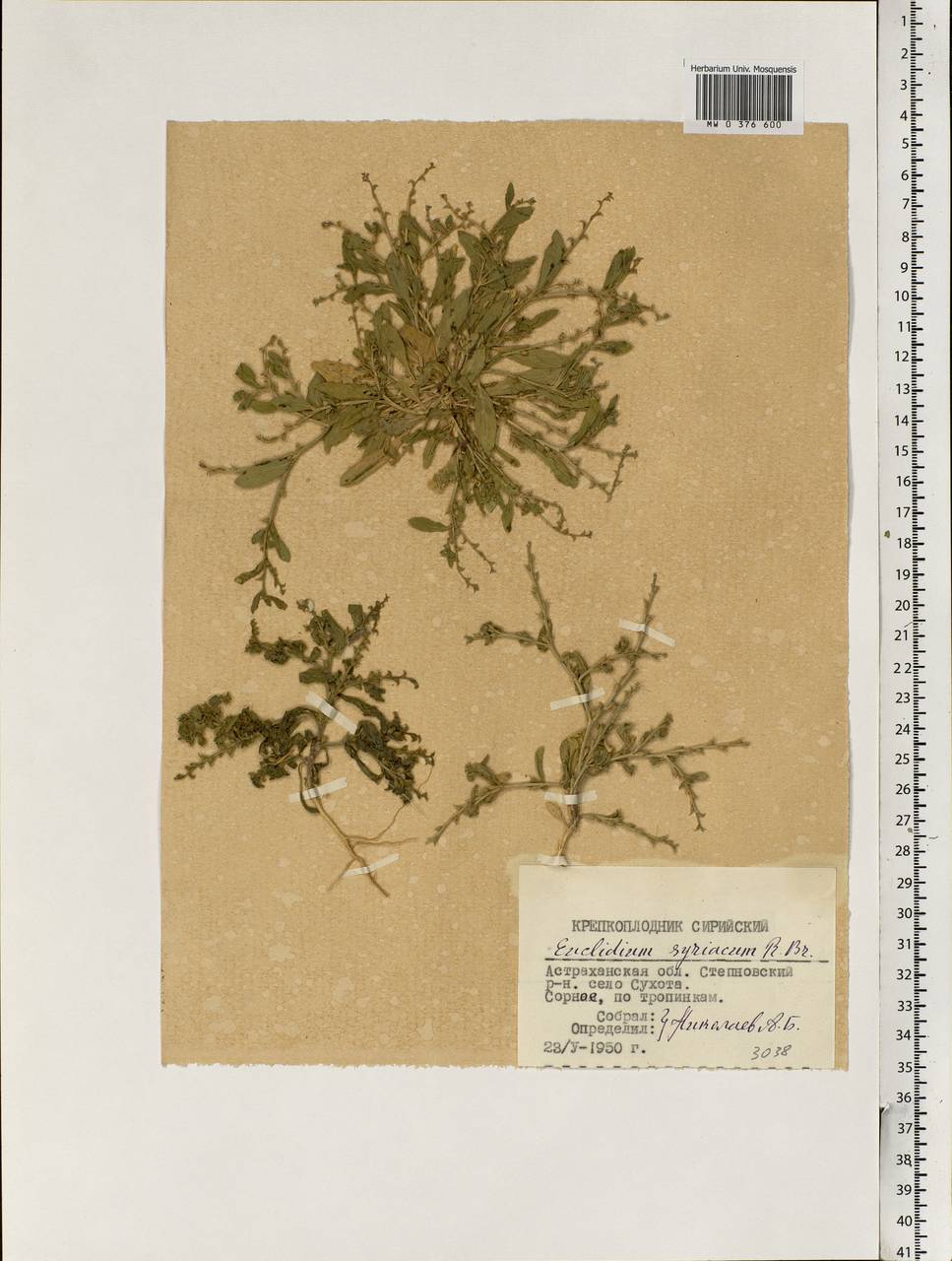 Euclidium syriacum (L.) W.T. Aiton, Eastern Europe, Lower Volga region (E9) (Russia)