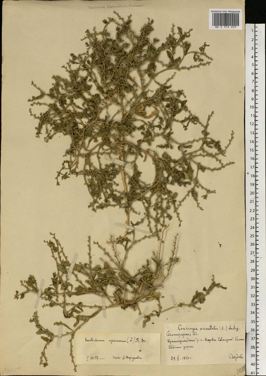 Euclidium syriacum (L.) W.T.Aiton, Eastern Europe, Lower Volga region (E9) (Russia)