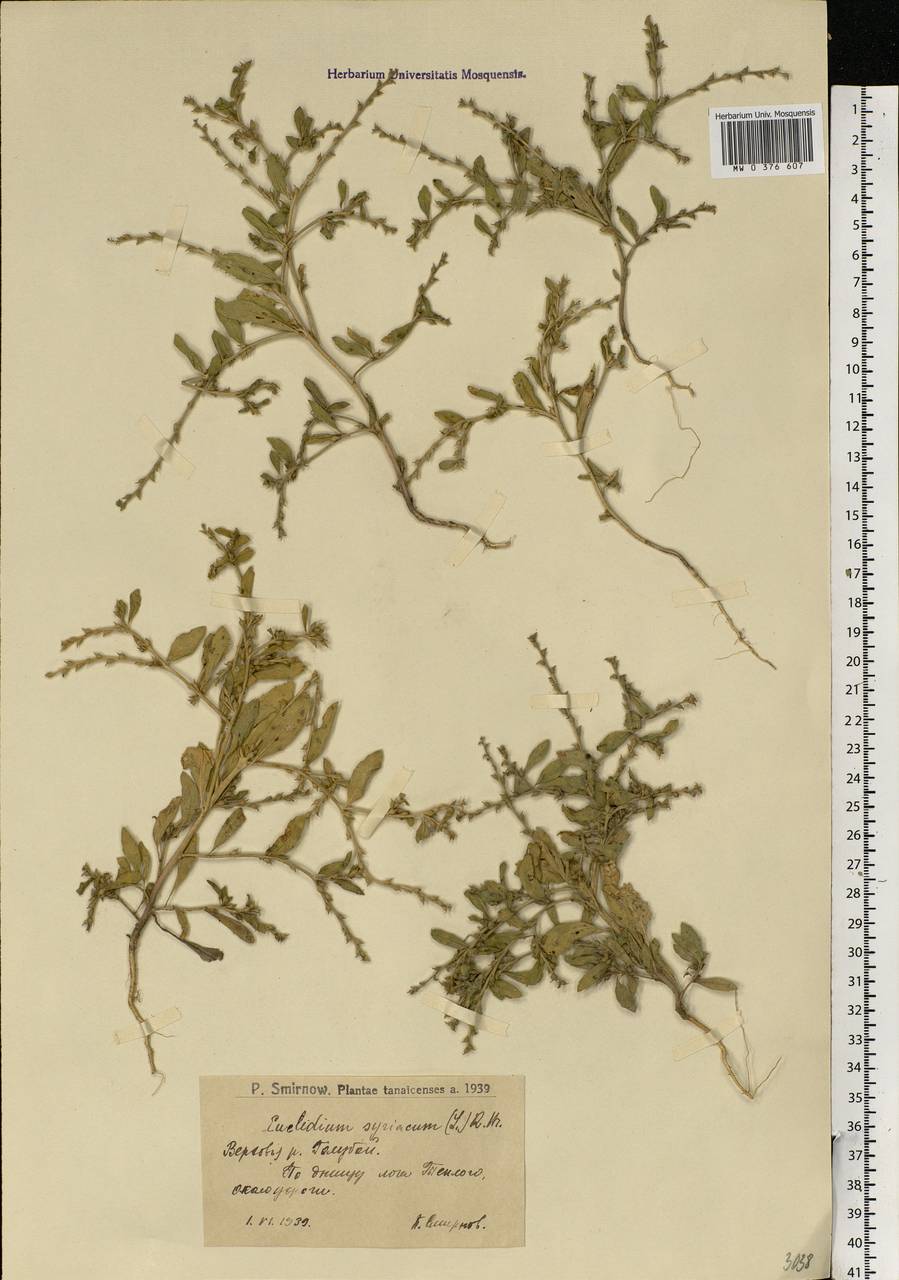 Euclidium syriacum (L.) W.T.Aiton, Eastern Europe, Lower Volga region (E9) (Russia)