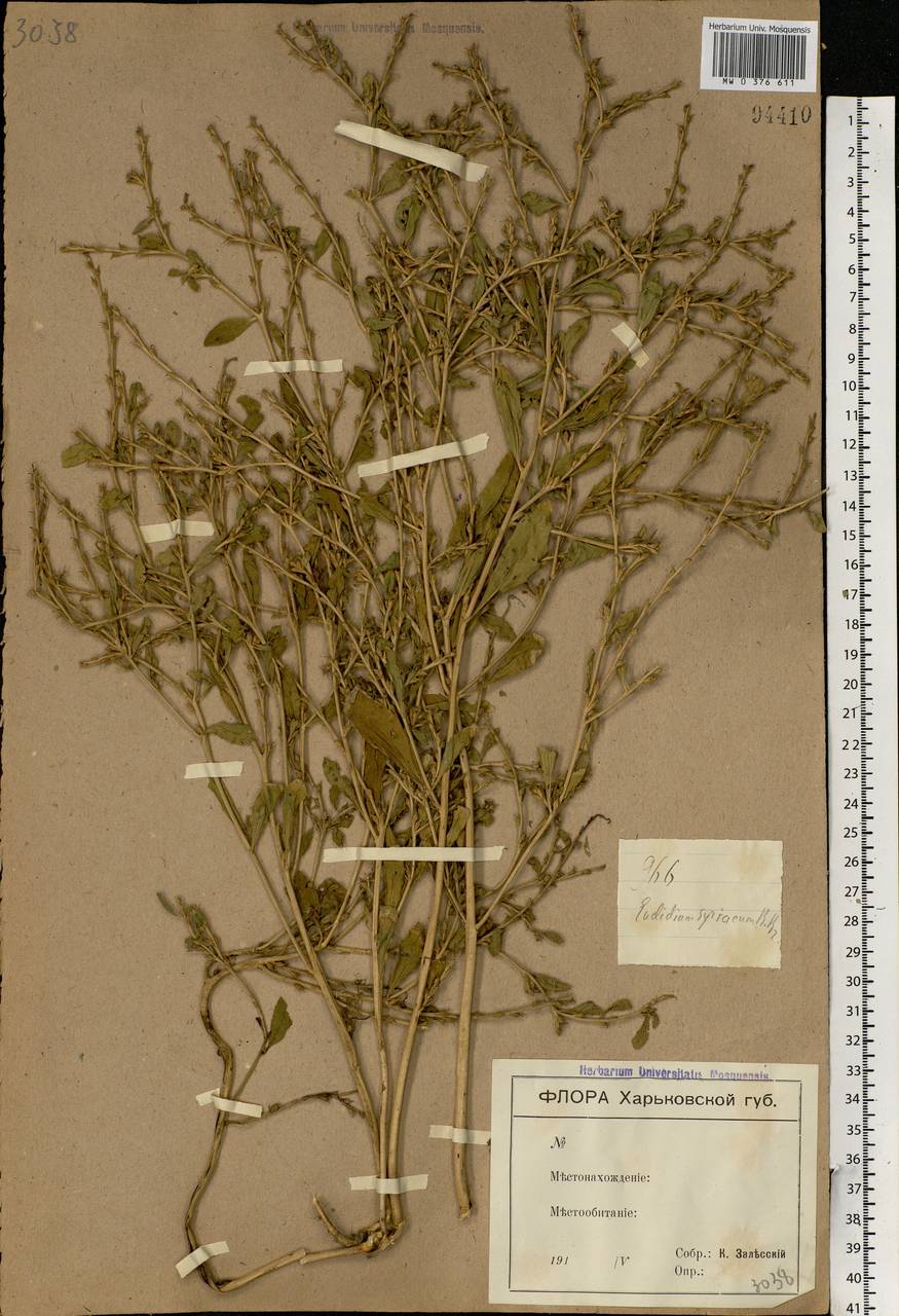 Euclidium syriacum (L.) W.T.Aiton, Eastern Europe, North Ukrainian region (E11) (Ukraine)