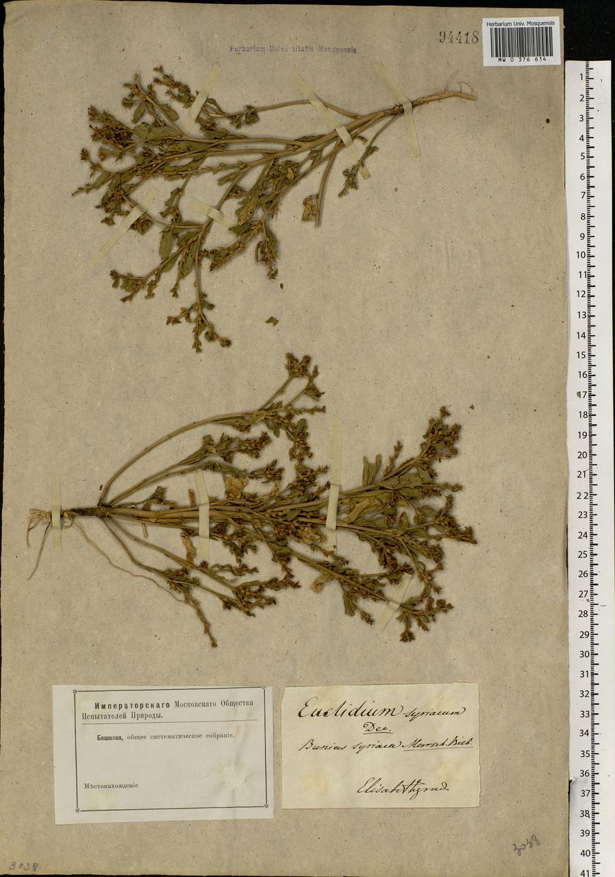 Euclidium syriacum (L.) W.T.Aiton, Eastern Europe, South Ukrainian region (E12) (Ukraine)