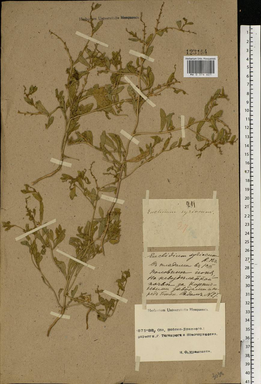 Euclidium syriacum (L.) W.T.Aiton, Eastern Europe, Rostov Oblast (E12a) (Russia)