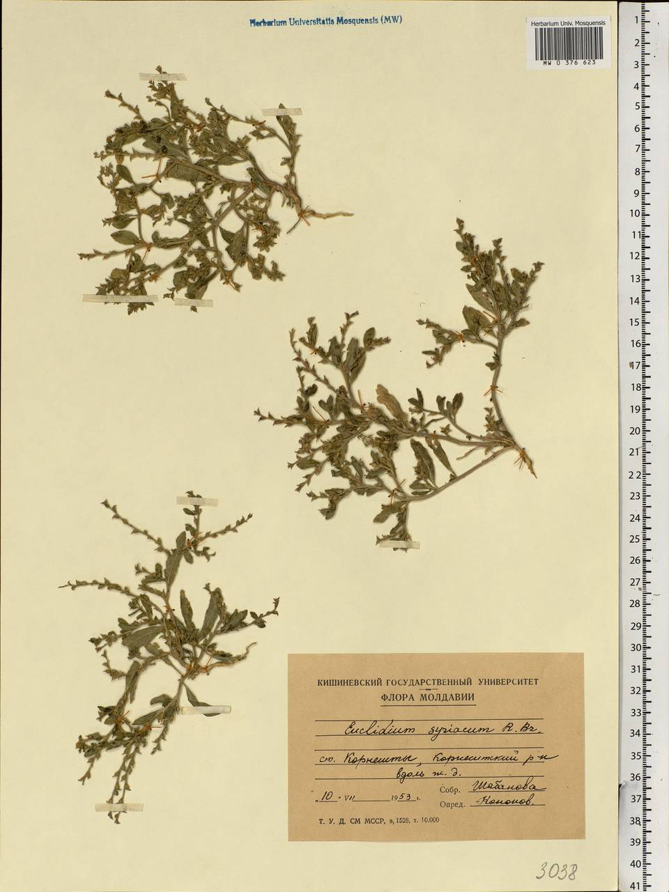 Euclidium syriacum (L.) W.T. Aiton, Eastern Europe, Moldova (E13a) (Moldova)