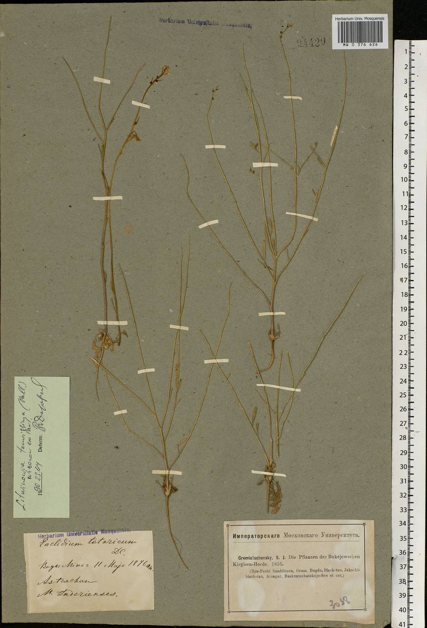 Litwinowia tenuissima (Pall.) Woronow ex Pavlov, Eastern Europe, Lower Volga region (E9) (Russia)